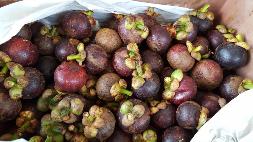 Mangosteen health benefits